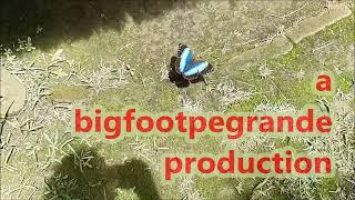 Vignette bigfootpegrande