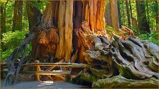 Hiking Hoh River Trail & Hoh Rainforest (BIZARRE TREES) Olympic National Park