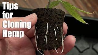 Tips for Cloning Hemp Cuttings