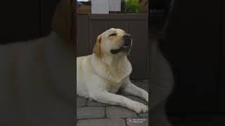 Labrador retriever  #labrador #susankamaru #shorts