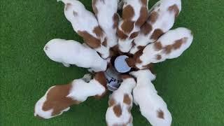 Rare red & white Irish setters just grew in the UK  - ITV News - 2nd March 2020