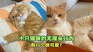 宠物解说：十只猫咪的无厘头行为，有八个很可爱？