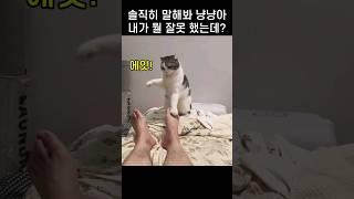 "빨리 안치우냥?.." 집사 발이 마음에 안들었던 냥냥이 행동