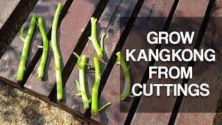 EASIEST WAY TO GROW KANGKONG |  Grow from cuttings, easy steps.