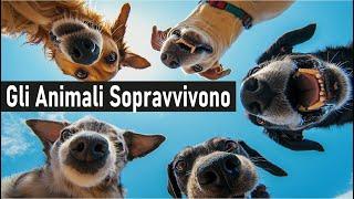 Gli Animali Sopravvivono