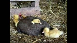 Ducklings for mother hen