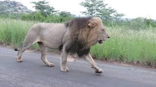 Big Male Lion Walking On The Road Next To a Car | Kruger Park Sightings