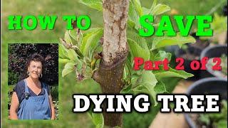 How to Save Dying Apple Trees (YR 2) + Espalier #gardening #pruning #trees #zone4