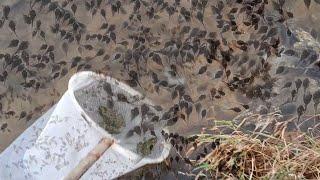 AMAZING!Go to forest I Found  many species of creatures such as tadpoles,frogs,fish,were under rock!