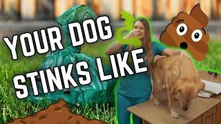 Why Your Dog Smells BAD?? Dr. Lindsay veterinarian explains!