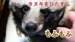 タヌキをひたすらもふもふする　近接編(Combing Tanuki's mofumofu fur)