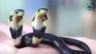 Two-Headed Cobra Shocks Snake Breeder in China