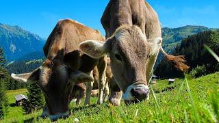 Sound of cows mooing in the summer fields for 8 hours