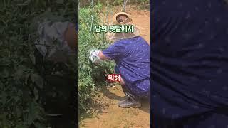 뜨건디 #머더요#funnyshorts