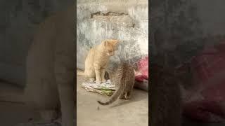 Cat playing with kitten or fighting? #ytshorts #ytshorts #cats #catshorts #virolshort