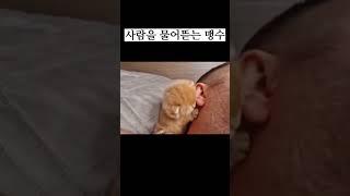 사람을 물어뜯는 맹수의 위험성