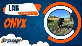 Roanoke's Best Dog Training: Watch Onyx's Transformation