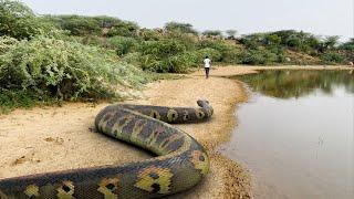 Anaconda Snake 3 In Real Life HD Video