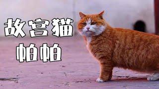 你知道故宫猫帕帕吗？