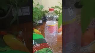Как сажать рассаду правильно.