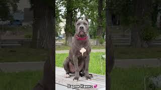 Харли ,порода Прайтер,окрас голубой  #прайтер #прайтерэто #прайтеркупить #pitbull