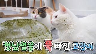 초대형 캣닢얼음 vs 고양이 | 고양이산책