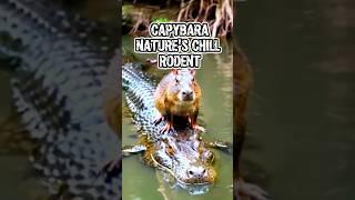 Capybara: The Calm and Harmonious Rodent.