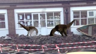 dinosaurs in Hall Road Academy