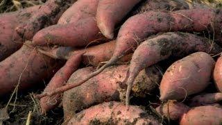 How to Harvest Sweet Potatoes | P. Allen Smith Cooking Classics