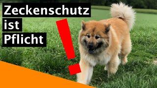 Zeckenschutz für Hunde ist Pflicht! Antwort auf Stadtfelle vom Tierarzt