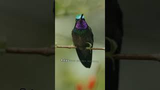  Encuentro mágico: Qué significa ver un colibrí  #simbologias #colibri #magia #encuentros