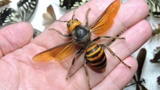 The Most Dangerous Mission: Exterminators Battle with Deadly Murder Hornets