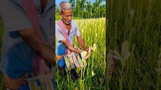  Pure White Blooms – Old Farmer’s Early Morning Rajanigandha Picking Journey #shorts