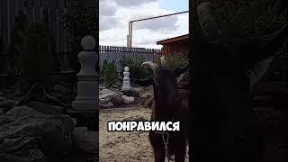 Клумба своими руками