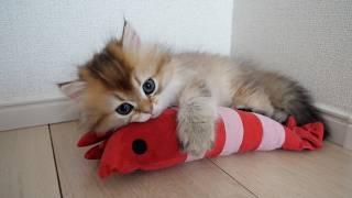 Here are the kittens fascinated by the shrimp