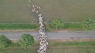 STADO OWIEC NA MAZURACH/HERD OF SHEEP IN POLAND - DJI Spark