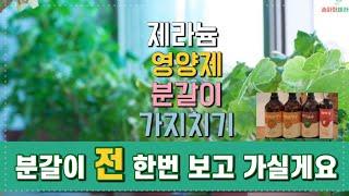 제라늄 죽이지 않고 잘 키우는 방법 #영양제 #흙 #화분 #가지치기 #분갈이 #꽃피우는시간 #geranium