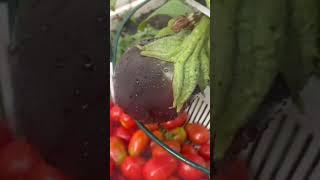 Big harvest from my kitchen garden #shortvideo #youtubeshort #satisfying #homegrown #food #yummyfood