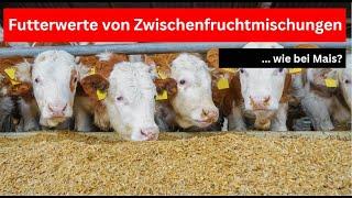 Sind Futterwerte von Zwischenfrucht-Mischungen wie bei Mais möglich?