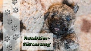 Raubtier-Fütterung - Die Welpen sind 3 Wochen alt | Cairn Terrier | Hundekanal