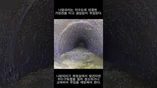 화장실에서 보이는 나방파리가 박멸이 안 되는 이유! #하수도#바퀴벌레#나방파리#하수구