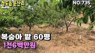 청도땅(735) 청도IC 7분 남향 복숭아밭 주말농장 평지 산밑골짜기#청도부동산매물#청도토지#청도부동산#청도전원주택#청도촌집#청도농막