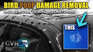 Removal of bird muck etching and bird poop damage to car paintwork