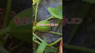 늦게 심은 참외