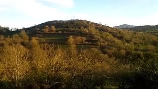 Aves danzando al atardeder
