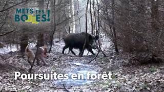 Chasse au sanglier : Immersion au cœur de la traque