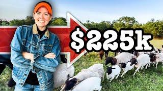 INVESTING $2500 for $225K RETURN (2 years later) Farm Business Dorper Sheep Cows RANCHING FOR PROFIT