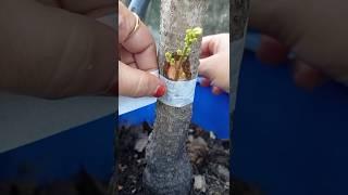 mango tree grafting technic#garden #fruit #shorts#grafting