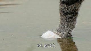 The cat's feet are waterproof