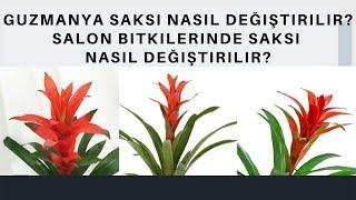 Guzmanya Saksı Nasıl Değiştirilir?  Salon Bitkilerinde Saksı Nasıl Değiştirilir?